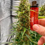 auto-orange-bud-fem-dutch-passion.jpg