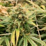 californian-snow-auto-fem-fastbuds.jpg
