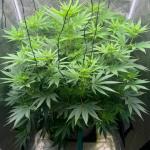 grandmommy-purple-fem-herbies-seeds.jpeg