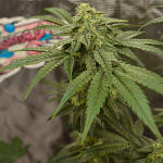 high-society-fem-compound-genetics.jpg