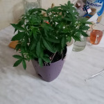 lowryder-auto-fem-vision-seeds.jpg