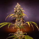 papaya-zoap-f1-fast-version-fem-sweet-seeds.jpg