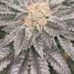 strawberry-og-cookies-r1-fem-ethos-genetics.jpg