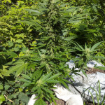 violets-wonder-auto-fem-sumo-seeds.jpg