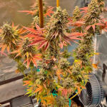white-wedding-rbx-fem-ethos-genetics.jpg