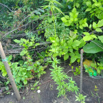 ak-77v-fem-victory-seeds.jpg