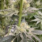 booberry-cookies-rbx-fem-ethos-genetics.jpg