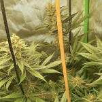 cafe-racer-fem-blimburn-seeds.jpg