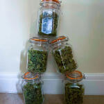 critical-kush-auto-critical-rapido-auto-fem-barneys-farm.jpg