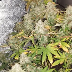 green-crack-20-fem-humboldt-seed-organization.jpg