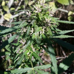 indoor-mix-fem-female-seeds.jpg