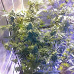 vanilla-frosting-fem-humboldt-seed-company.jpg