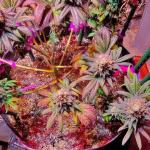 white-wedding-rbx-fem-ethos-genetics.jpg
