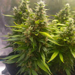 zkittlez-auto-fem-cali-buds-seeds.jpg