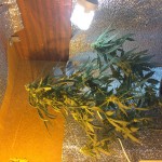 auto-og-kush-bulk-seed-bank.jpeg
