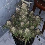 forbidden-runtz-auto-fem-fastbuds.jpeg