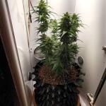 gorilla-auto-fem-Semyanich.jpg