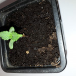 jack-47-auto-sweet-seeds.jpg