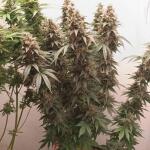 keepers-og-autoflower-fem-seedkeepers.jpg