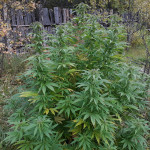 mazar-extra-bulk-seed-bank.jpg
