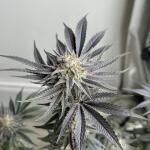 purple-punch-fem-barneys-farm.jpg