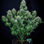 sour-jealousy-auto-fem-fastbuds.jpg