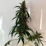 strawberry-cheesecake-auto-fem-humboldt-seed-company.jpg