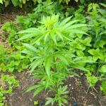 totally-alpha-og-auto-fem-alphafem-seeds.jpg