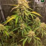 wedding-glue-auto-fem-fastbuds.jpg