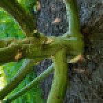 ak-47-serious-seeds.jpg