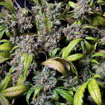 amnesia-zkittlez-auto-fem-fastbuds.jpg