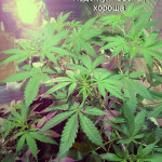 arjans-haze-3-fem-ghs.jpg