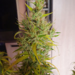 auto-parmesan-auto-cheese-fem-victory-seeds.jpg