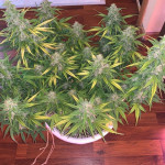 automaria-ii-fem-paradise-seeds.jpg