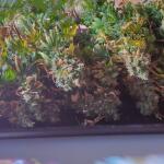 cream-caramel-cbd-fem-sweet-seeds.jpg