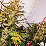 gorilla-auto-fem-Semyanich.jpg