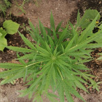 gorilla-glue-auto-glue-auto-fem-fastbuds.jpg
