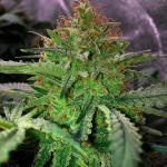 grandaddy-purple-fem-blimburn-seeds.jpg