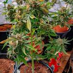 grandmommy-purple-auto-fem-herbies-seeds.jpg