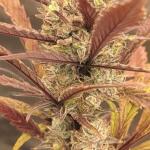 guava-auto-fem-fastbuds.jpg