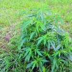 mazar-extra-bulk-seed-bank.jpg
