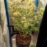 purple-juice-auto-fem-herbies-seeds.jpg
