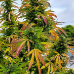 runtz-punch-fem-herbies-seeds.jpg