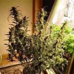 totally-alpha-og-auto-fem-alphafem-seeds.jpg