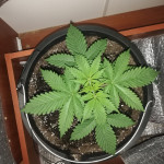 ak-77v-fem-victory-seeds.jpg