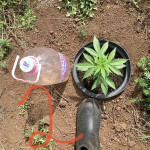 auto-super-mazar-fem-victory-seeds.jpeg