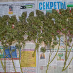 blackberry-moonrocks-fem-alphafem-seeds.jpg