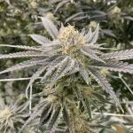 booberry-cookies-rbx-fem-ethos-genetics.jpg