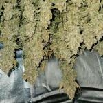 forbidden-runtz-auto-fem-fastbuds.jpg