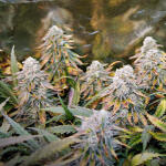 gorilla-zkittlez-fem-barneys-farm.jpg